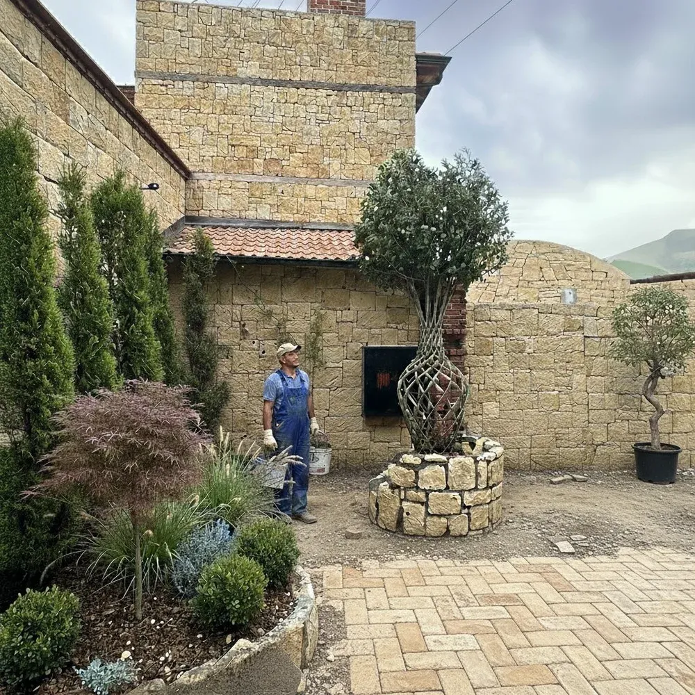 Garden With Olive Planting